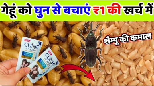 गेहूं को घुन से बचाने देशी तरीका.?